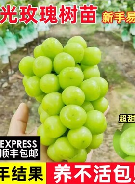 葡萄树苗庭院爬藤葡萄树苗