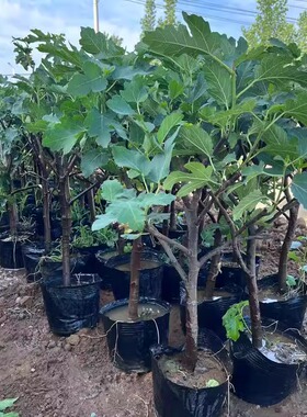 无花果树苗盆栽水果苗四季特大