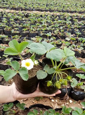 四季盆栽草莓苗室外带盆带土