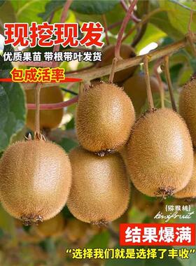 猕猴桃树果苗红心软枣徐香弥猴桃