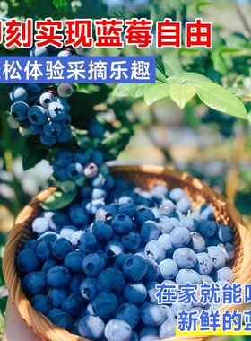 蓝莓树果苗带花苞特大阳台盆栽