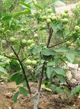 核桃树苗四季种植果树苗当年结果