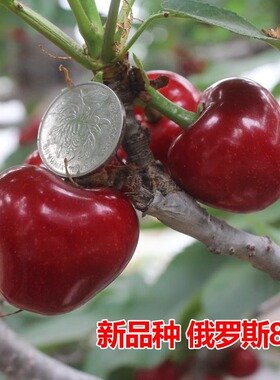 樱桃树苗庭院果树矮化大樱桃苗