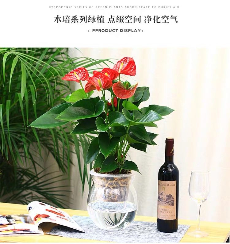 水培植物绿萝盆栽吊兰常春藤发财树室内办公桌面水培盆栽合肥同城,淘宝优惠券,粉丝福利购,淘宝优惠卷