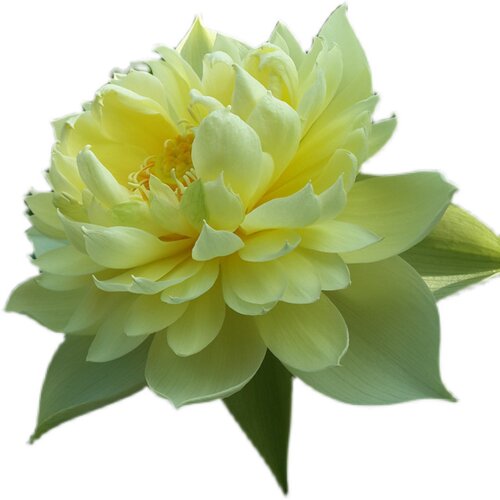 【秣陵秋色】 种藕 中型盆栽荷花阳台多年生观花植物水生花卉碗莲 - 图2