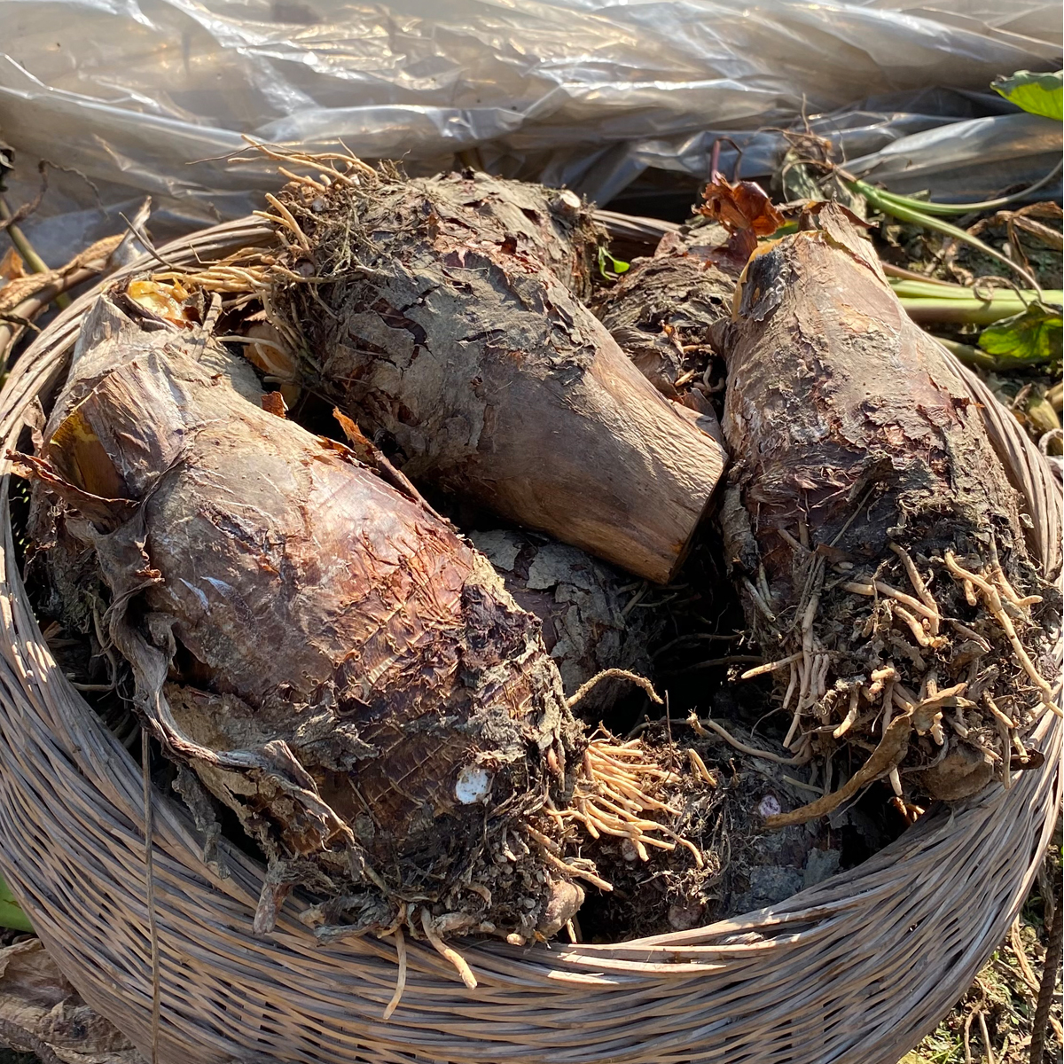 荔浦芋头王 超大荔浦芋 广西香芋王 特产礼品荔浦槟榔芋头王 - 图0