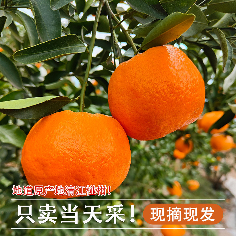 长阳清江椪柑岩松坪桔子蜜桔芦柑橘子新鲜当季碰柑水果特级宜昌,淘宝优惠券,粉丝福利购,淘宝优惠卷