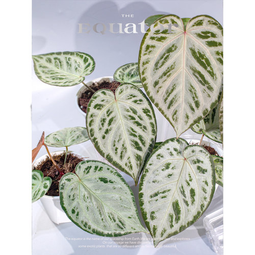 活性植物/ 云雾森林花烛 红魔法杂铜锣烧 室内绿植观叶植物 - 图0