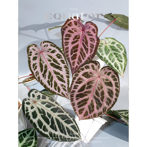 活性植物/ 浆果派对花烛 天南星科绿植盆栽观叶植物 - 图1