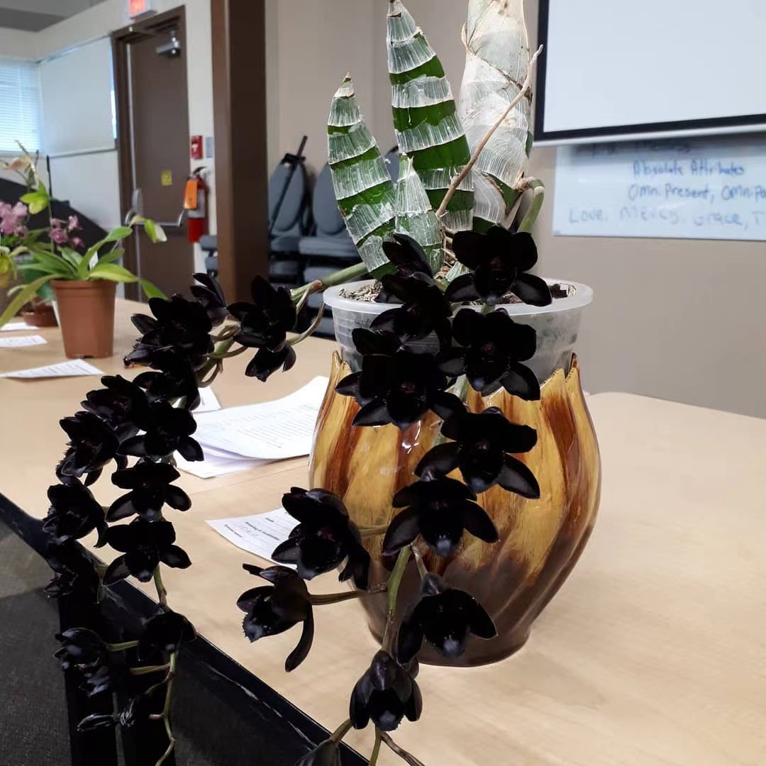 黑天鹅 黑珍珠 飘唇兰 Fredclarkeara After Dark Black Pearl - 图0