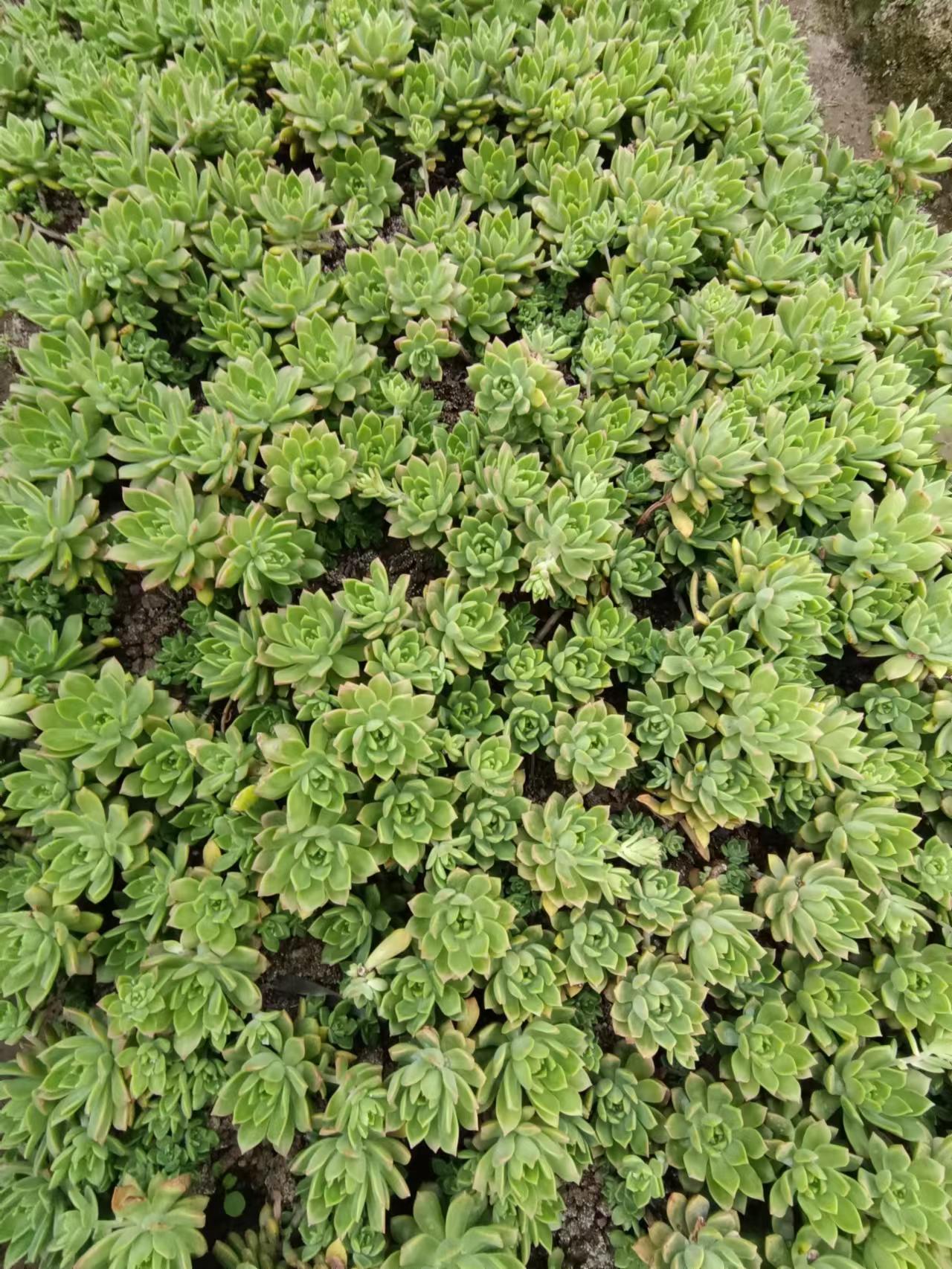 马库斯多肉植物花卉新手好养活砍头苗无根休眠期净化空气窗台清棚-图0