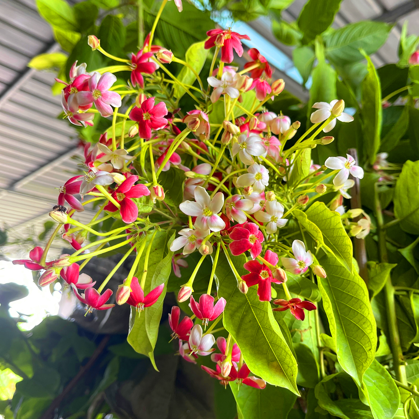 使君子花苗重瓣藤类攀爬植物室外花苗藤本花卉阳台水君子爬藤植物 - 图3