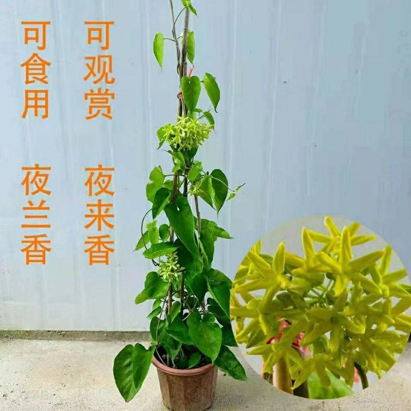 食用夜兰花香苗爬藤夜来香花菜千里香夜兰花煲汤煎蛋藤本植物盆栽_虎窝淘