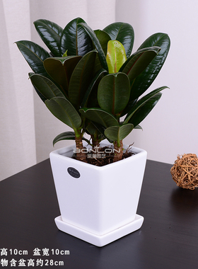 10竹炭吸甲醛东南亚阳台黑金