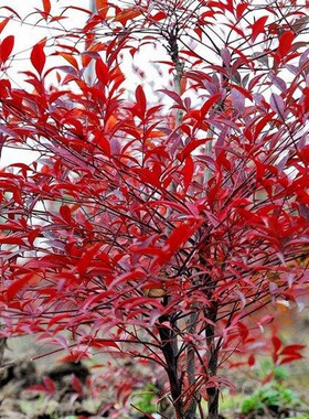 红叶南天竹庭院观赏植物阳台盆景盆栽矮室外耐寒红天竹易活常绿植
