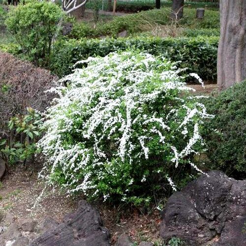 雪柳树苗喷雪花珍珠梅绣线菊雪梅叶鲜枝条盆栽花卉室内庭院带花苞-图1