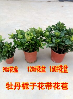 独杆小叶大叶牡丹栀子花盆栽花卉