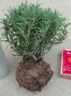 10趣味迷迭香迷迭香盆栽大