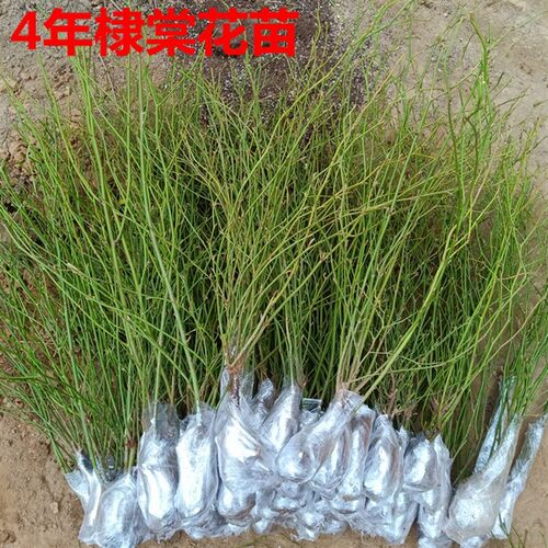 重瓣棣棠花苗盆栽耐荫爬藤攀缘花卉绿植物浓香多花耐寒四季金灿花 - 图1