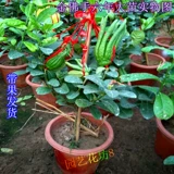Bergame Searslings Ported Bergamot Orange Rands крупных фруктовых волос крытый фруктовый растение цветы горшки для горшка из горшка из горшка