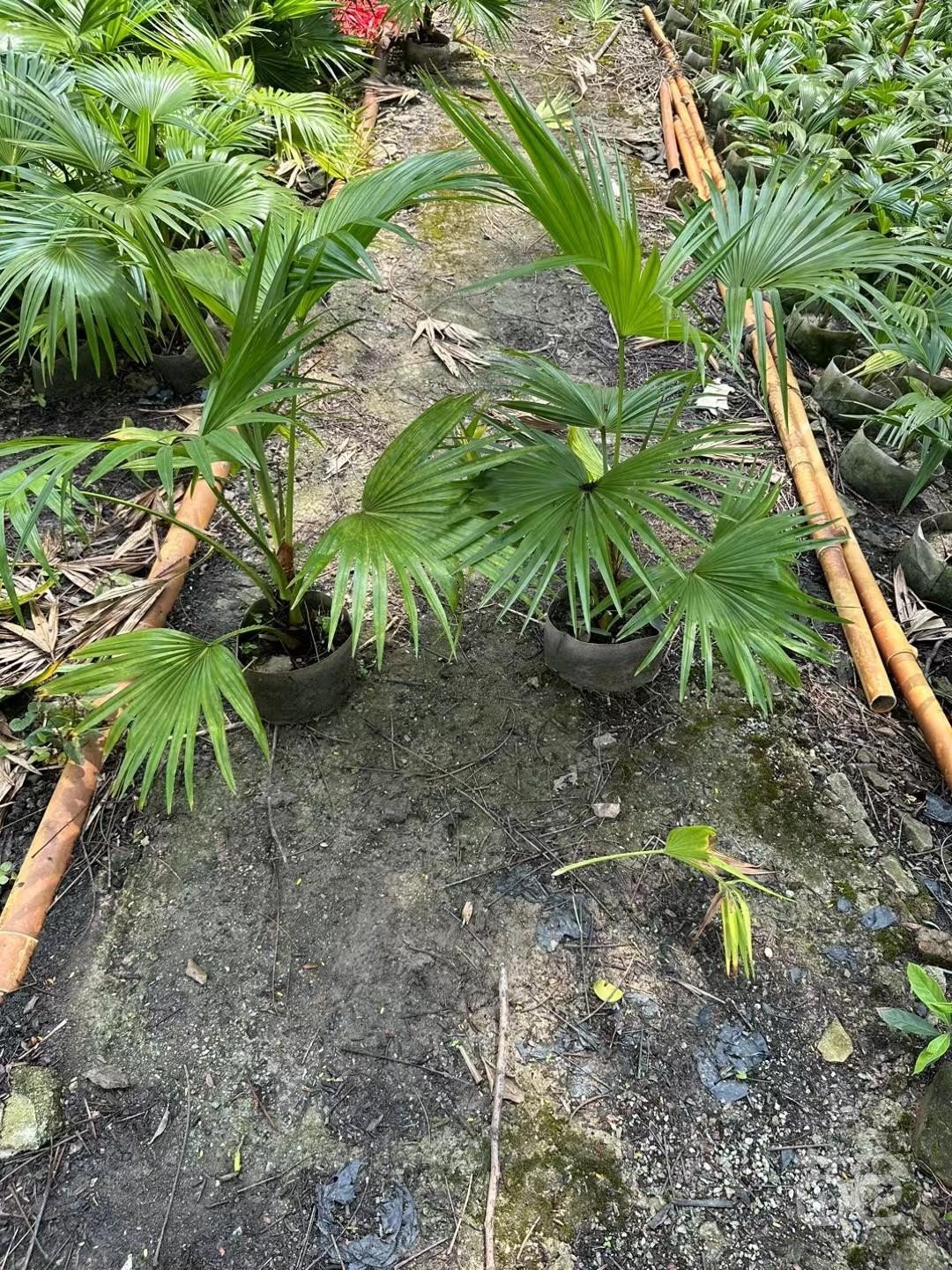 蒲葵盆栽大叶葵伞中大型庭院室内绿植净化空气去甲醛四季常青美观-图1