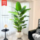 Simulation bird of paradise