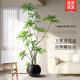 The top ten achievements of simulated green plants indoors, fake plants, floor-standing potted plants, wabi-sabi style, advanced bionic plant decorative ornaments