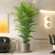 Green plants in the living room! Decorative ornaments next to the sofa and TV!