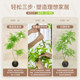 Simulated green plants, fake plants, indoor living room, simulated flower decorations, light luxury, high-end floor-standing TV cabinet decorations, large potted plants