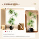 Light luxury living room decoration dragon blood tree large potted plant