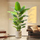 Simulation bird of paradise