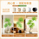 Simulated green plants, fake plants, indoor living room, simulated flower decorations, light luxury, high-end floor-standing TV cabinet decorations, large potted plants