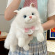Simulated barking ragdoll cat doll doll kitten