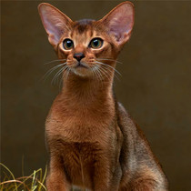 Pure Breezia Cat Juvenile Cat Pet Living Red Brown Blue Original Color Egyptian Pharaoh Cat Short Hairy Cat