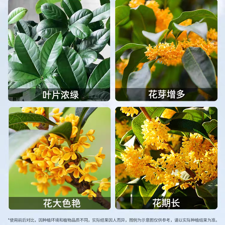 桂花树专用营养液植物花卉促开花防黄叶金桂银桂四季桂通用液体肥,淘宝优惠券,粉丝福利购,淘宝优惠卷
