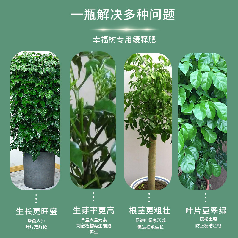 幸福树肥料专用肥增根壮苗除菌防掉叶盆栽小菜园通用四季有机肥料 - 图3