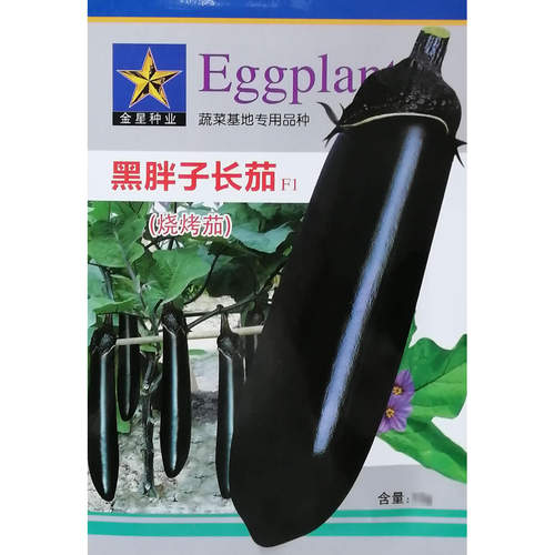 黑胖子长茄种子 烧烤茄 蔬菜基地高产用 黑茄子种子 中早熟杂交种 - 图1