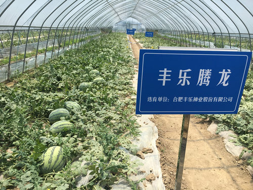 丰乐腾龙西瓜种子 中晚熟西瓜种籽 抗性强易坐果 大红瓤脆甜多汁 - 图2