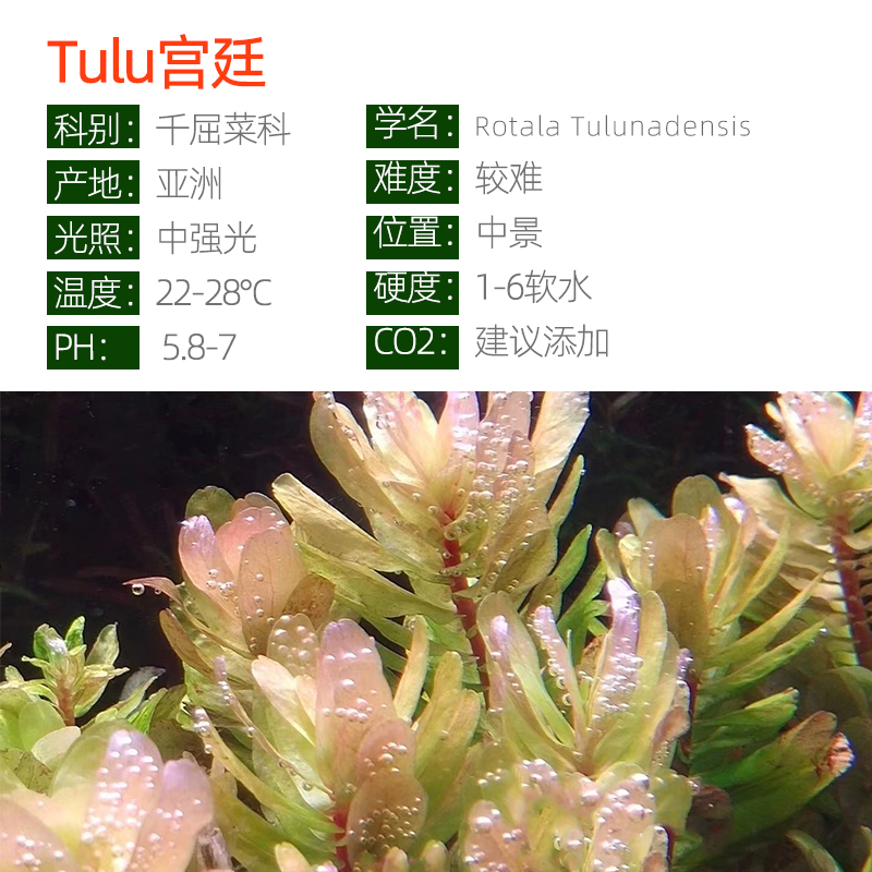 Tulu宫廷巨人宫廷稀有高端进口水草新品水下叶红色鱼缸造景中后-图0