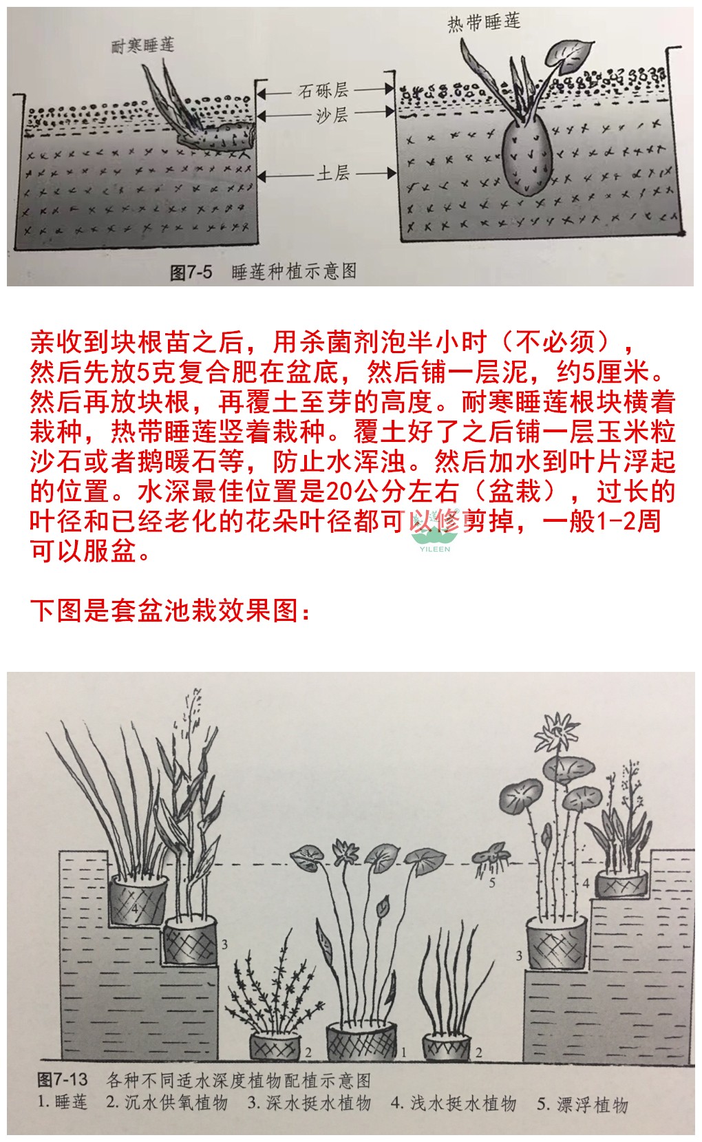 水生植物南京艺莲苑小型耐寒睡莲根茎【保尔哈利特】橙色丰花