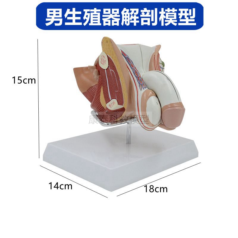男性生殖器模型前列腺睾丸膀胱尿道直肠肛门男盆腔男科医患沟通用-图2