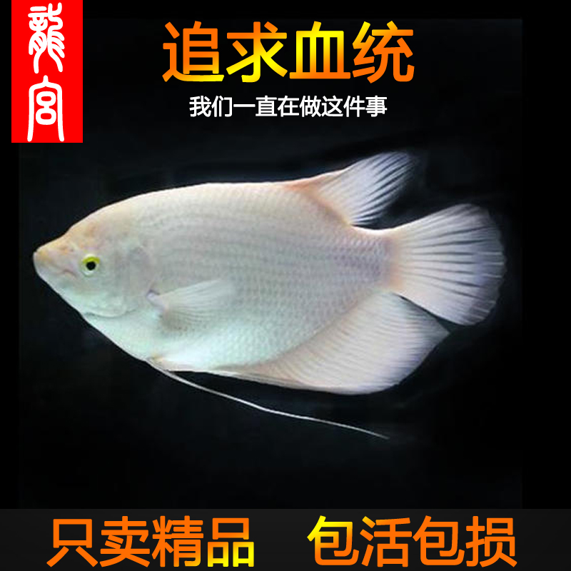 龍宮精品【招财鱼系列】正宗红眼战船活鱼黑眼招财鱼热带观赏鱼 - 图1