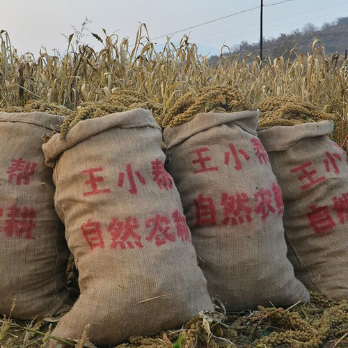 王小帮山西小米五谷杂粮沁州县特产2025年新鲜熬煮粥的黄小米500g - 图2
