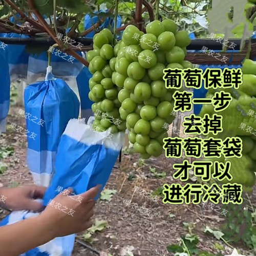 葡萄保鲜纸三件套专用保鲜剂包装纸防腐剂红提冷保鲜神器阳光玫瑰 - 图0