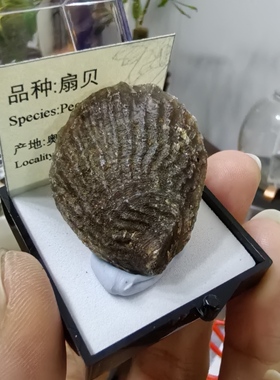 扇贝化石玛瑙化古生物天然地质博物馆标本礼品科普教学毕业季礼物