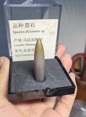 箭石化石玛瑙化古生物天然地质博物馆标本礼品科普教学