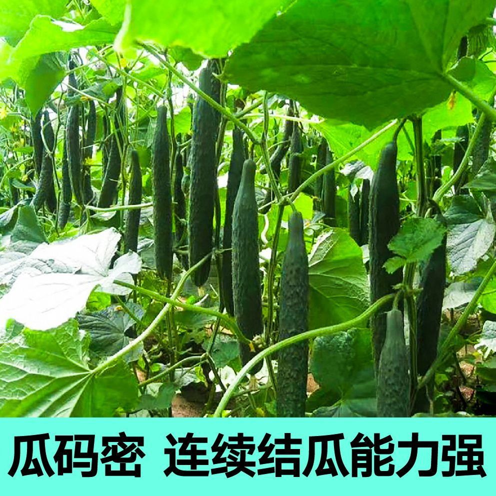 黄瓜苗高产抗病春秋蔬菜苗无刺水果小黄瓜黄瓜苗露天种植蔬菜种苗 - 图1