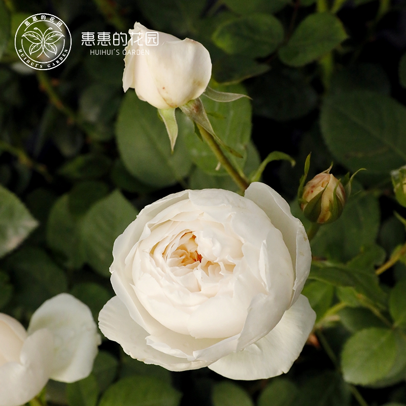 惠惠的花园灌木月季格拉米斯城堡直立浓香开花机器阳台庭院盆栽苗 - 图0
