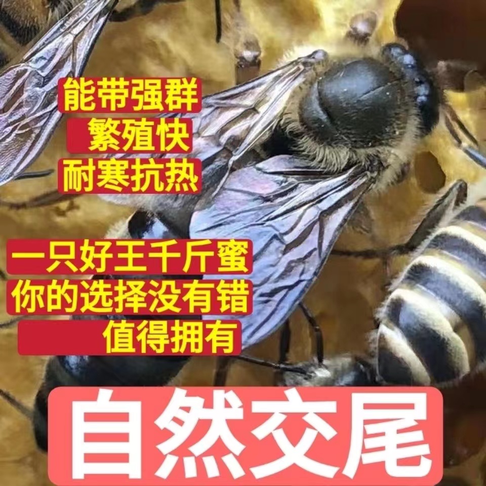 中蜂蜂王种王优质高产蜜蜂活体产卵王双色杂交交尾阿坝黑色处女王-图2