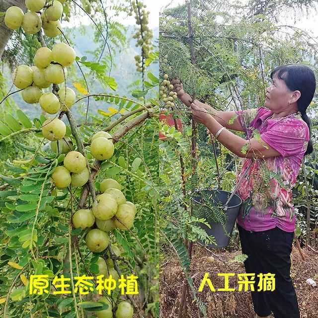 果园现摘应季新鲜水果潮汕野生柿饼油甘果余甘果油柑孕妇生吃煲汤,淘宝优惠券,粉丝福利购,淘宝优惠卷